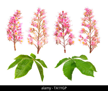 Aesculus x carnea, o rosso ippocastano. Isolato su sfondo bianco. Foto Stock