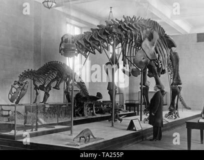 Questa fotografia mostra gli scheletri di dinosauri esposti nel Museo Americano di Storia Naturale di New York con un Brontosaurus in primo piano, seguita da un Allosaurus. Entrambi scheletri furono scavate nel Wyoming area lacustre. Foto Stock