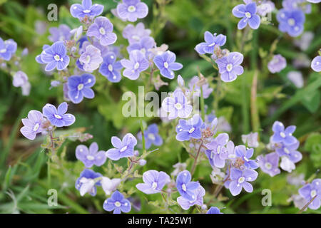 Dolce di fiori blu di Germander Speedwell cresce su Wolstonbury Hill - South Downs West Sussex Foto Stock