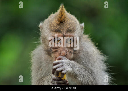 Lunga coda Macaque (Macaca fascicularis) al sacro Santuario della Foresta delle Scimmie, Ubud, Bali, Indonesia Foto Stock