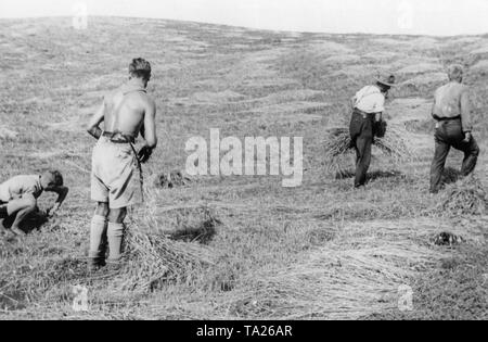 Un giovane uomo di fasci grano su un campo come parte del Landdienst (servizi agricoli) della Deutsche Freischar. Foto Stock