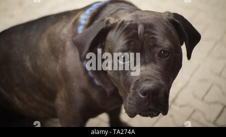 Cane Corso cercando curiosamente nella fotocamera Foto Stock