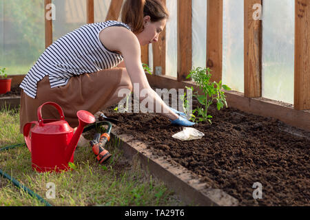 Donna di mani di piantare le piantine di pomodoro in serra. Giardinaggio organico e il concetto di crescita Foto Stock