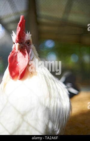 Freerange polli sani insieme in armonia all'interno di un reparto di produzione di mangiare e camminare Foto Stock