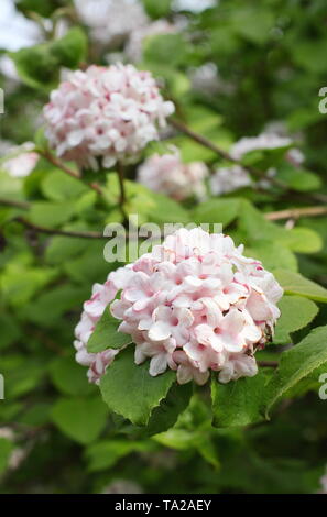 Viburnum Juddii. Fragranti fiori di primavera di Judd pallon di maggio - REGNO UNITO Foto Stock