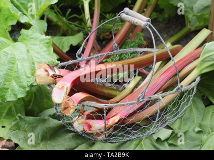 Rheum rhabarbarum. Appena raccolto il rabarbaro in un cesto in filo - GIARDINO DEL REGNO UNITO Foto Stock