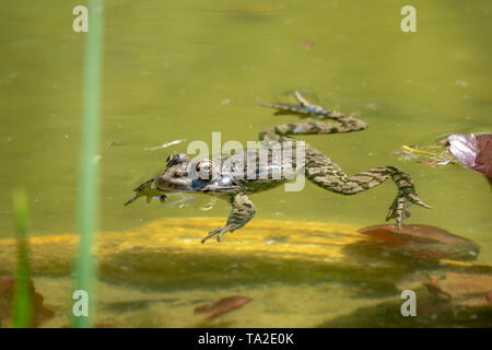 Una grande rana verde nuota nella palude. Immagine dettagliata di una rana in acqua. Foto Stock