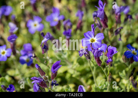 Llilacbush / viola rock cress / rainbow rock crescione (Aubrieta deltoidea) in fiore, nativo del sud-est Europa Foto Stock