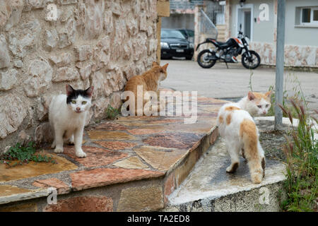 Gatti selvatici in Vathi, Itaca, Grecia. Ithaca, Itaca o Itaca è un'isola Greca situata nel Mar Ionio ad ovest della Grecia continentale. Ithacas isola principale ha una superficie di 96 chilometri quadrati. È la seconda più piccola delle sette principali isole Ionie. La Grecia e le isole greche sono sommersi da stray, abbandonati e gatti selvatici. La maggior parte di loro sono nati in primavera e sopravvivere attraverso la gentilezza delle persone che li alimentano. Foto Stock