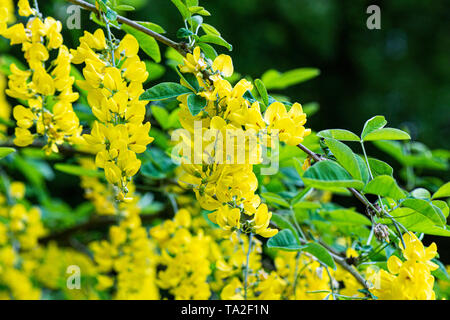 I fiori di Scotch Maggiociondolo MAGGIOCIONDOLO (alpinum) Foto Stock