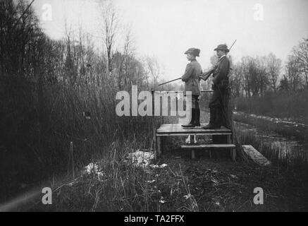 Il duca Carl Eduard, duca di Saxe-Coburg e Gotha a caccia di uccelli, presumibilmente anatre, su di un nastro a lamelle. Dietro di lui era la sua pistola portante. Foto Stock