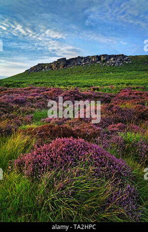 UK,South Yorkshire,Peak District,vicino a Sheffield, approccio alle Higger Tor con Heather in piena fioritura Foto Stock