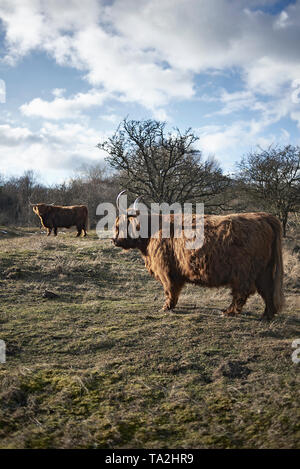 Scottish Montanari vacche al di fuori di un campo in autunno sunshine Foto Stock