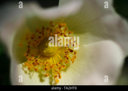 Il bianco e il giallo fiore petaled macro shot Foto Stock