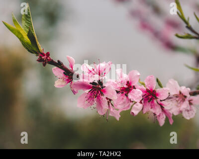 Chiudere l immagine del fiore con gocce d'acqua Foto Stock