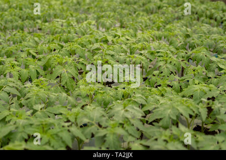 Dettaglio di un grande numero di foglie verdi di piccole piantine tomatoe crescente all'interno di una serra Foto Stock