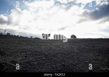 Scottish Montanari vacche al di fuori di un campo in autunno sunshine Foto Stock