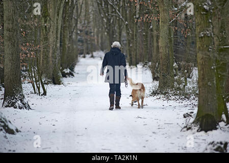 La gente in Olanda felicemente a piedi i loro cani in una foresta Foto Stock