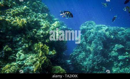 Bella foto subacquee di lotti di colorati pesci tropicali nuotare intorno grande barriera corallina in mare Foto Stock