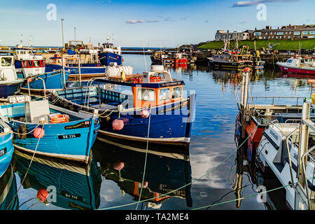 Barche da pesca, principalmente convertito a prendere escursionisti a farne le isole, in Seahouses Harbour, Seahouses, Northumberland, Regno Unito. Settembre 2018. Foto Stock
