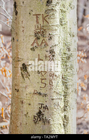 Sigle e date intagliato in un tronco di albero Foto Stock