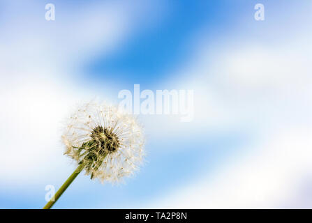 Bella immagine estiva di tarassaco fiore vicino fino contro il cielo blu con nuvole bianche. Alla moda di composizione minima. Foto Stock