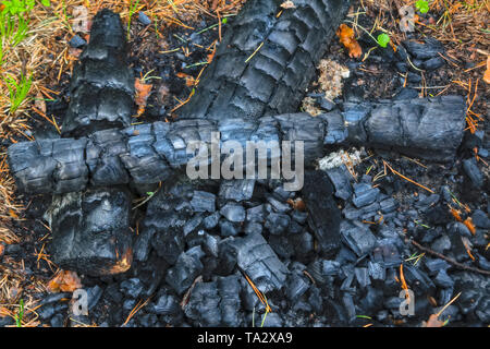 Di carbone di un estinto il fuoco nella foresta. Close-up. Sfondo naturale Foto Stock