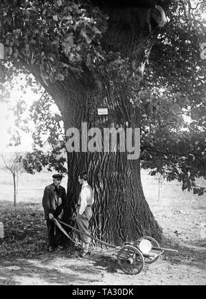 Due uomini in conversazione sotto una quercia vicino Freienwalde nei pressi di Berlino, che fu posto sotto la conservazione. Sul rovere anche il segno il fatto che gli Stati membri le suddette. Foto Stock