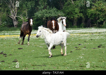 Cavalli e pony acceso circa nei campi a Moyfield Maneggio Foto Stock