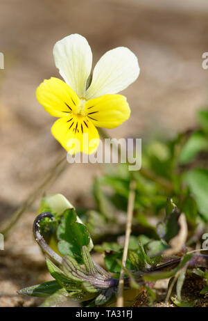 Dune Pansy - Viola tricolore curtisii Braunton Burrows dune di sabbia Foto Stock