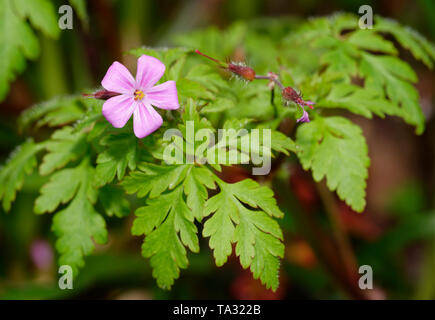 Erba-robert - Geranium robertianum fiore, baccelli di semi e foglie Foto Stock