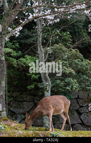 Cervi giapponese pascolando vicino santuario di Itsukushima in Miyajima Foto Stock