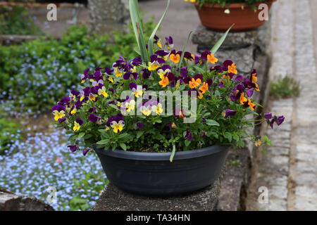 Bella pansies luminosi nel giardino vicino alla casa. Foto Stock