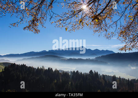 Autunno del sole che splende attraverso filiali nella parte anteriore del monte saentis Foto Stock