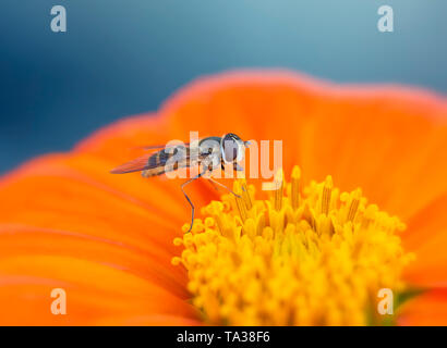 Un Drone fly (Eristalis tenax) poggiante su un tithonia fiore Foto Stock