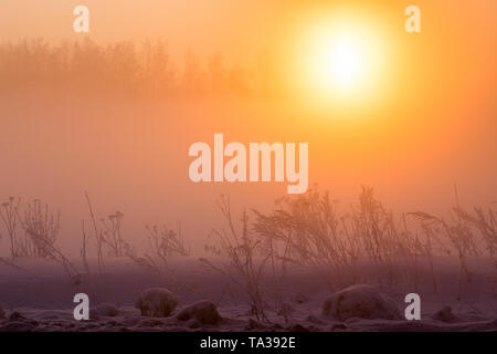 Trasognata verdure congelate alla mattina presto in inverno sfondo antinebbia Foto Stock