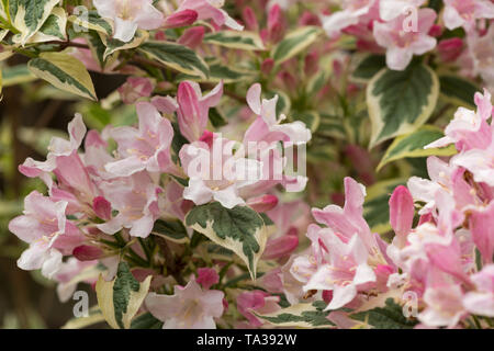 Weigela florida " Variegata' un sacco di attraenti rosy fiori di colore rosa su bianco crema refilato verde foglie variegata Foto Stock