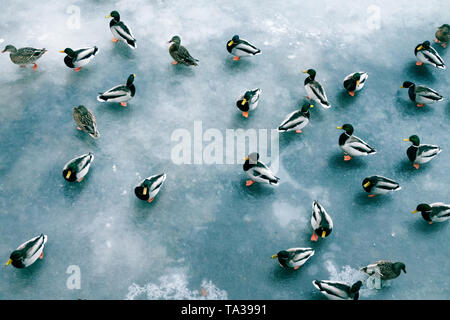 Grande accumulo di anatre in inverno sul ghiaccio del serbatoio. Germani reali in branchi sullo svernamento di numerose specie di uccelli Foto Stock