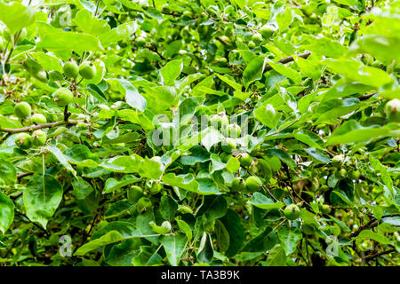 Immaturo mela verde frutti in primavera Orchard Foto Stock