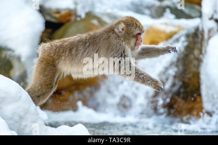 Macaque giapponese in salto. Nome scientifico: Macaca fuscata, noto anche come la neve scimmia. Habitat naturale. Giappone Foto Stock