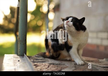 Cat paw graffi dietro l'orecchio. Le pulci e zecche negli animali domestici. Kitty seduta sulla soglia di casa al tramonto. Foto Stock