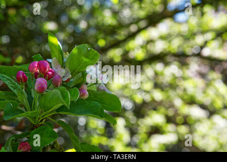 Melo fiorisce in un parco privato. Foto Stock