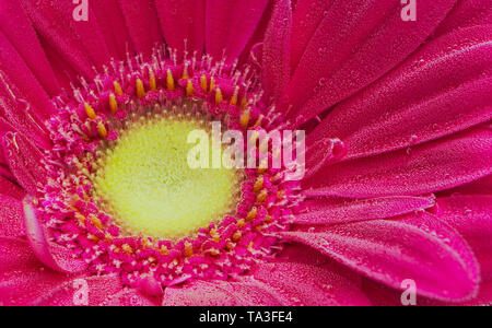 Rosso gerbera sotto le bolle di aria close up Foto Stock