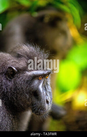 Di Celebes macaco crestato. Vista laterale verticale. Crested macaco nero, Sulawesi crested macaco o il black ape. Habitat naturale. Sulawesi. Indone Foto Stock