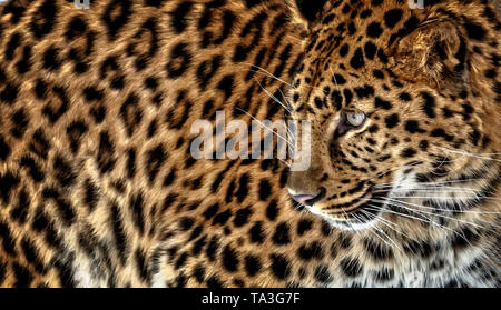 Il leopardo di Amur è una sottospecie di leopard di se la Russia e la Cina NE. È in pericolo critico con circa 60 sinistra nel selvaggio. Foto Stock