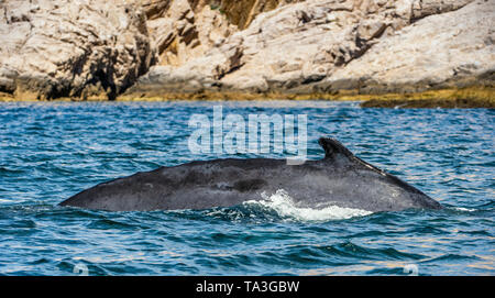 Humpback balene nuotare nell'Oceano Pacifico. Retro della balena sulla superficie dell'oceano. Le immersioni nel profondo Foto Stock