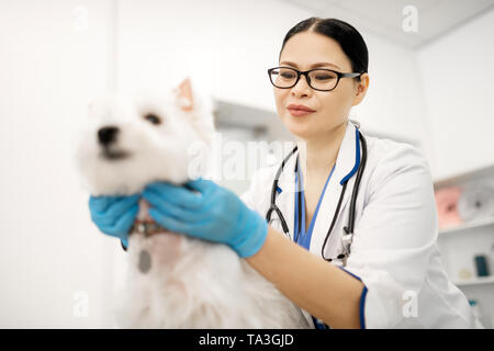 Dark-eyed vet indossando occhiali sensazione occupato esaminando cute cane Foto Stock