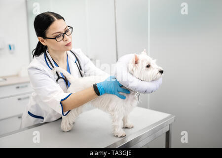 Vet avendo cura di cute cane bianco in cliniche veterinarie Foto Stock