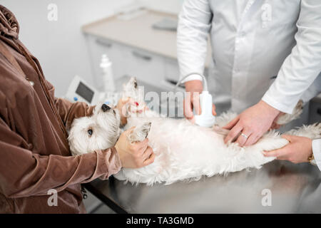 Professional vet messa a raggi x per il piccolo cane bianco giacente sul tavolo Foto Stock