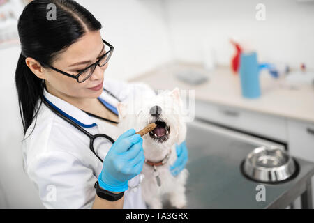 Cane bocca di apertura mentre vet alimentandola in clinica veterinaria Foto Stock